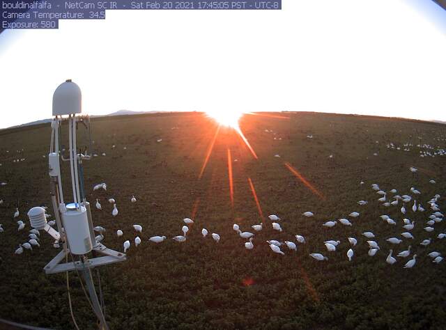 Snow geese and Cackling geese? 