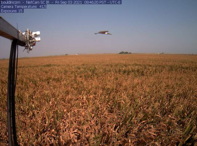 Harrier (UFO?) in flight