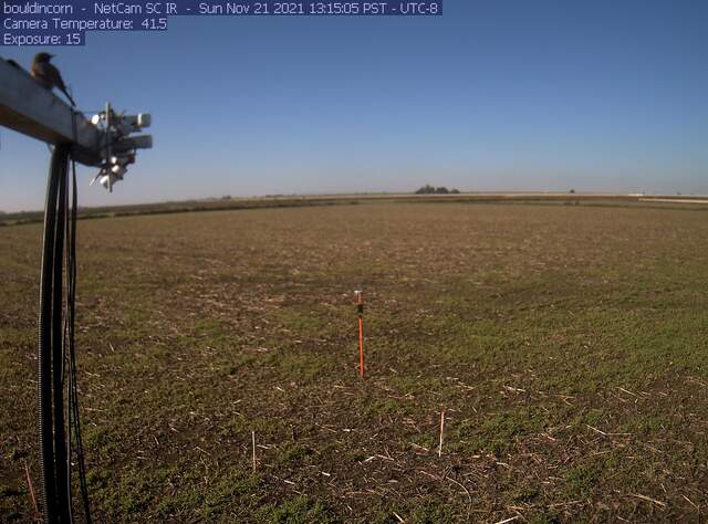 Bird on boom, grass growing