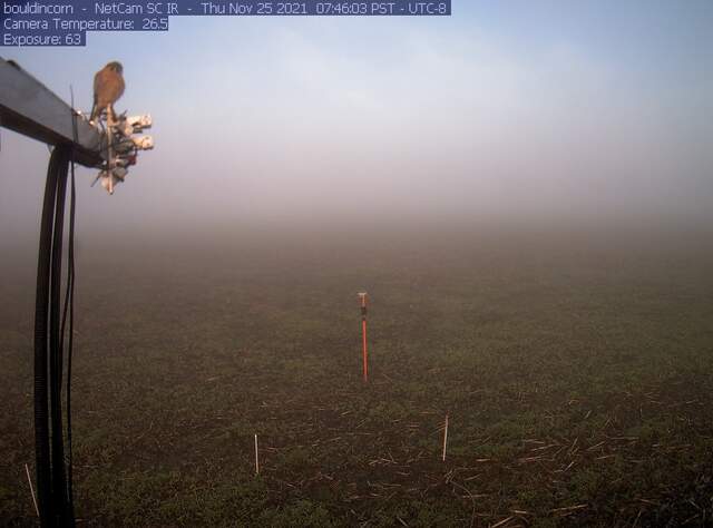 Kestrel on boom and fog