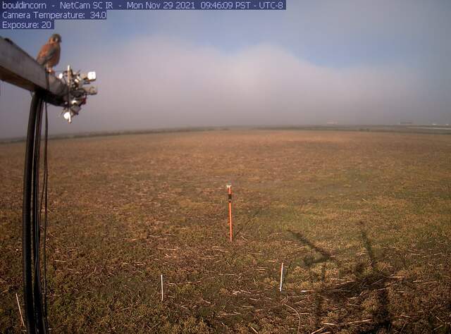 Kestrel on boom