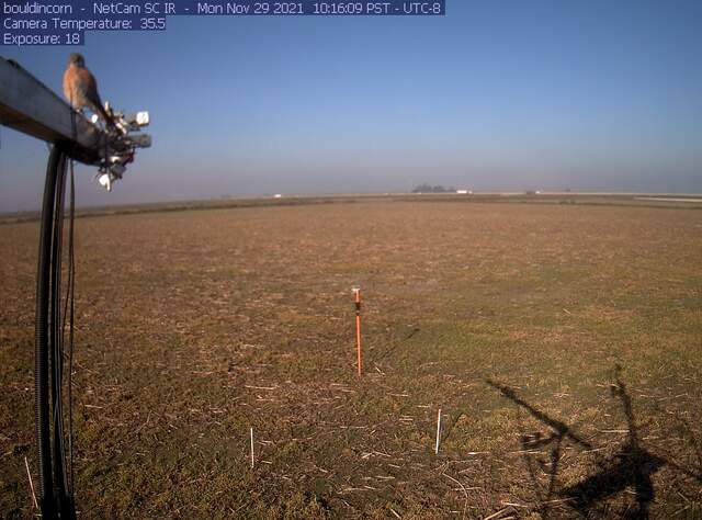 Kestrel on boom