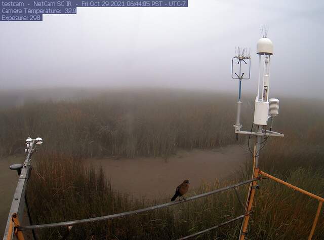 Bird (female grackle) singing in the fog