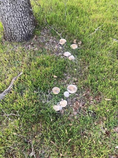 A bunch of mushrooms coming up around this tree. Maybe it has died.