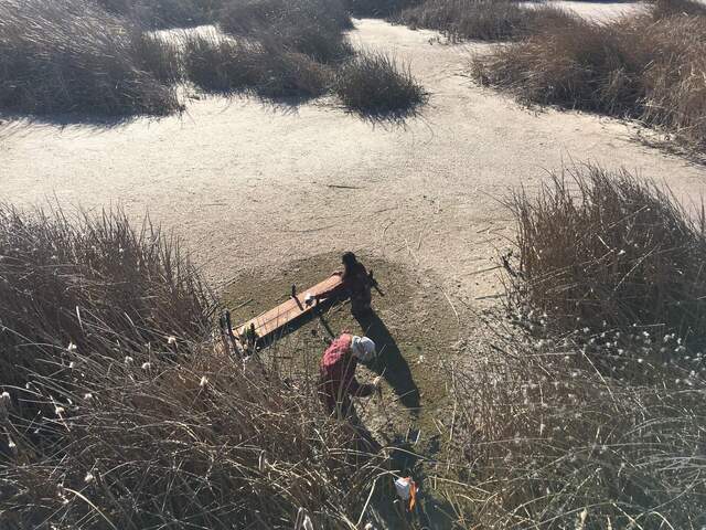 Ari and Joe in the water setting up the boardwalk and hanging the water sensors properly (they used to be laying at the bottom of the pond)