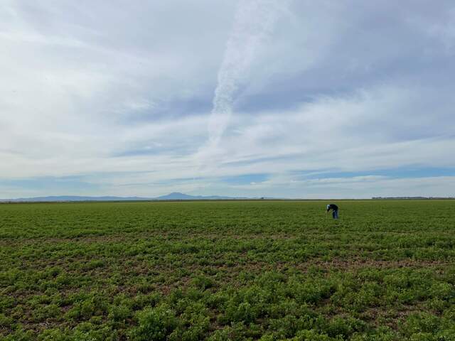 Dennis taking veg height measurements on the alfalfa field