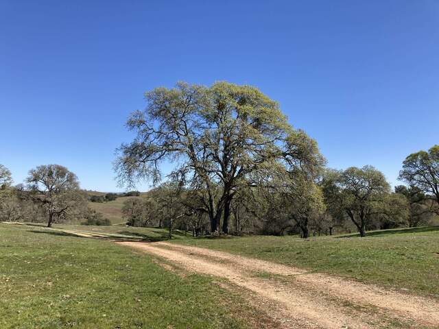 The trees have started putting in leaves in earnest.