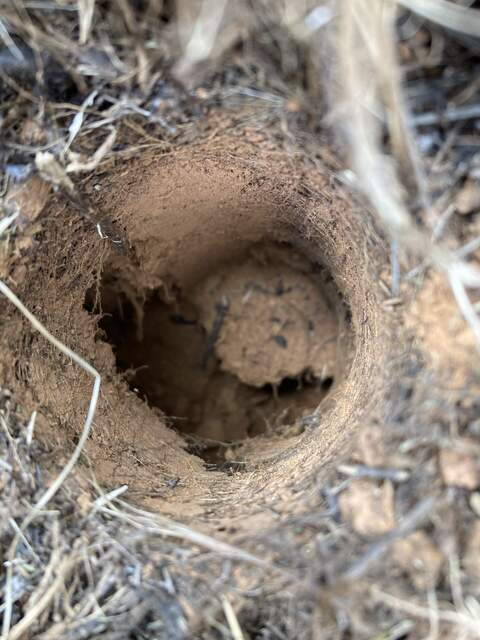 A large rodent tunnel next to soil co2 probe