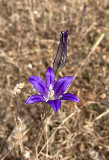One of the last flowers cluster lily (Brodiaea)