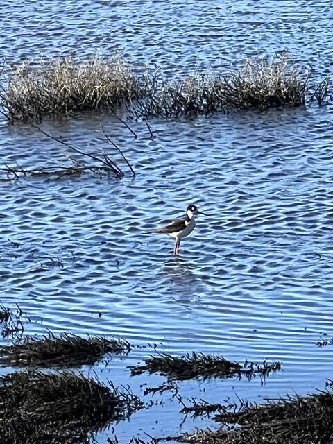 Black-necked stilt