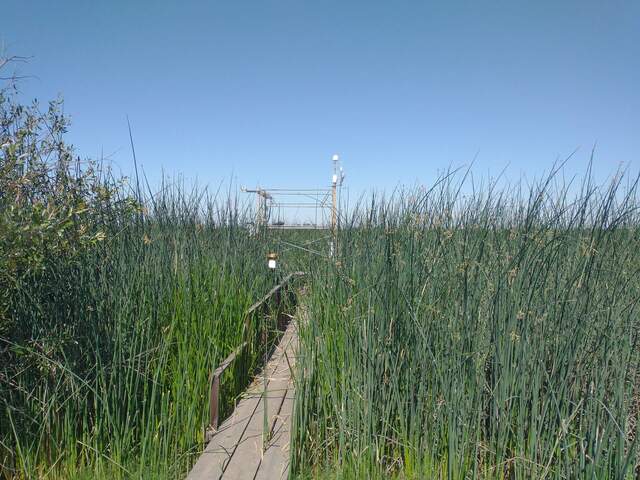 The vegetation at East End looked especially vibrant and healthy compared to West Pond and Dutch Slough