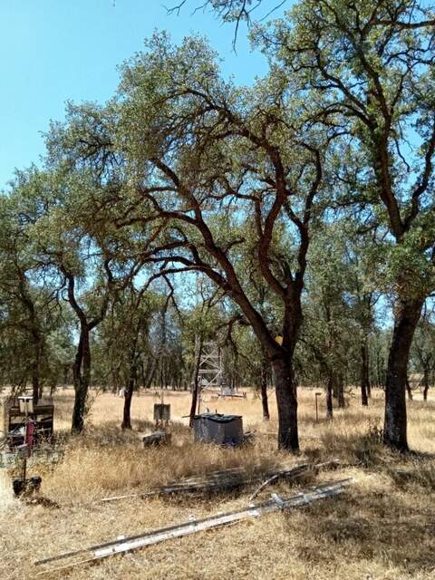 Larger oak trees inside the tower enclosure