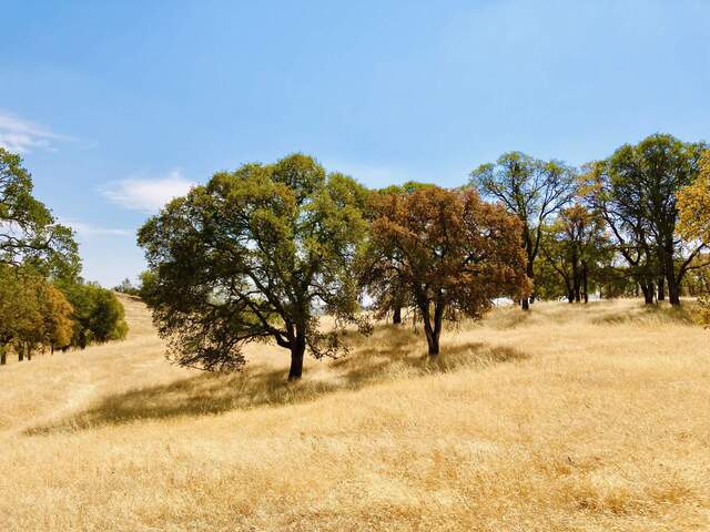 Some trees seem to be ok other not so much