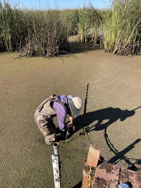 Daphne installing the new copper-taped CTD sensor off of the Gilbert Tract boardwalk