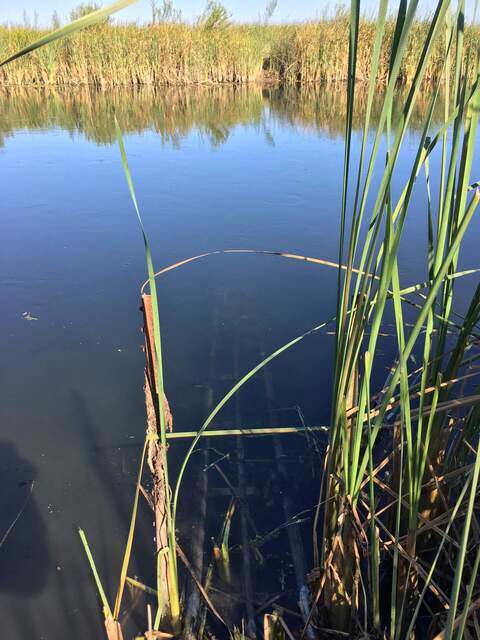 Robert removed all of the submerged aquatic vegetation surrounding the ADCP. We can finally see the sensor in the water!