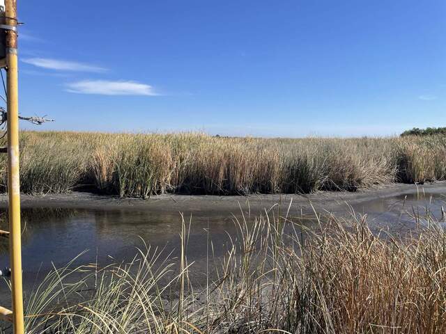 Super low water and senescing vegetation