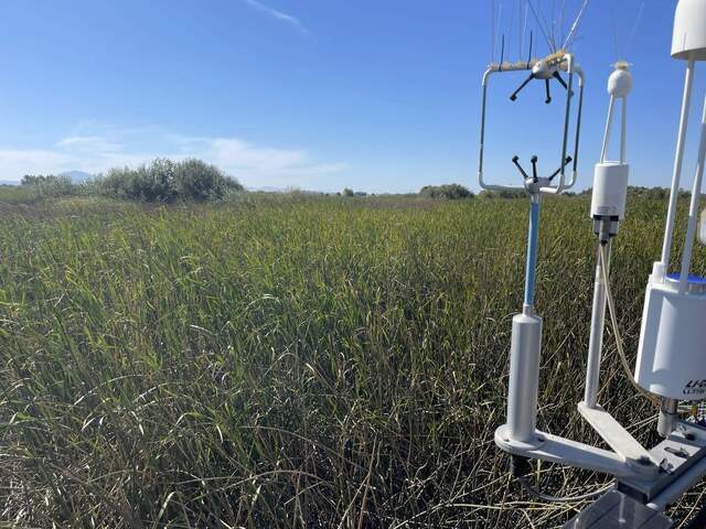 Flux sensors and footprint of senescing cattails