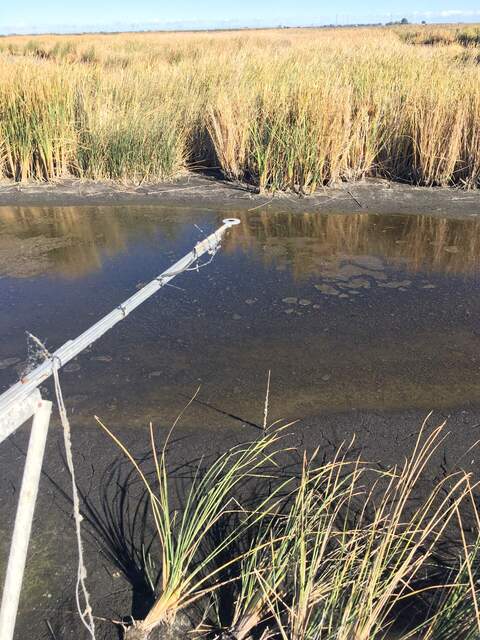 "Open water" Rnet sensor is over cattails and mud