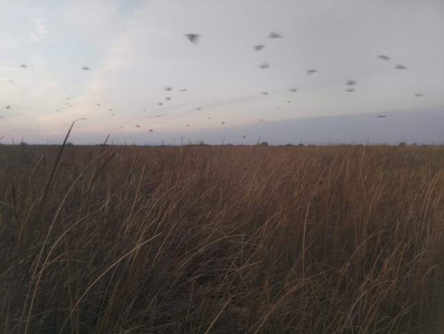 Probably black birds in flight