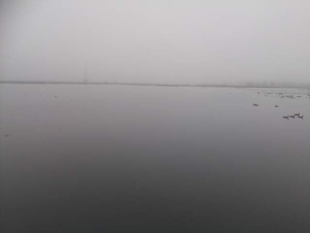 Fog and birds on the water