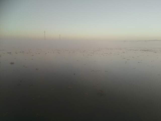 Tule fog on the water