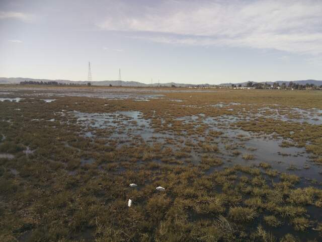 Egrets at low tide