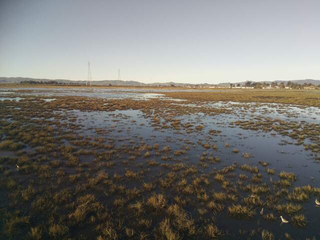 Wading birds at low tide