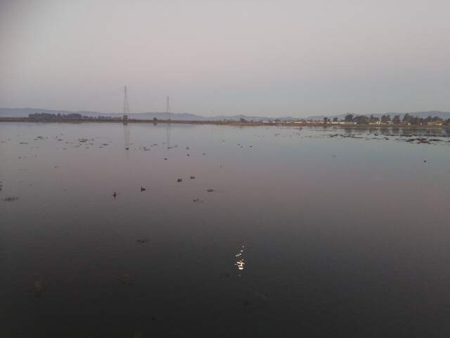 Moon and birds on the water