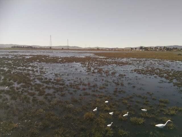 Snowy and great white egrets at low tide