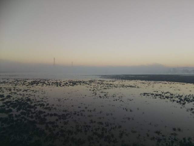Morning tule fog at low tide