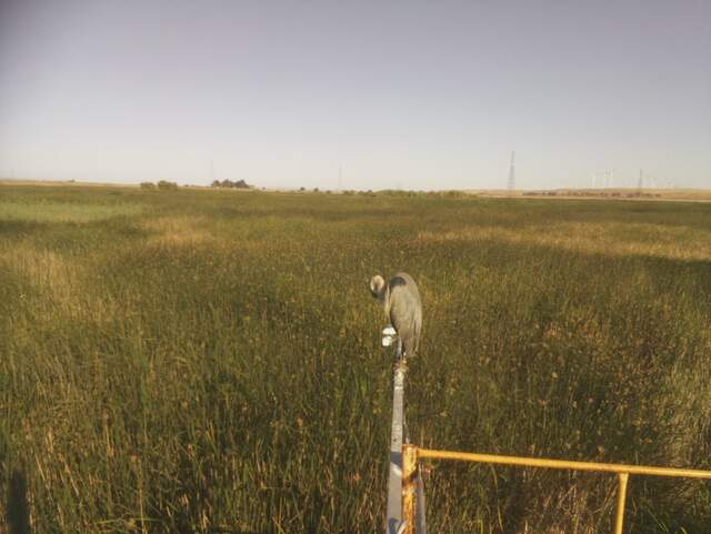 Great blue heron on radiometer boom