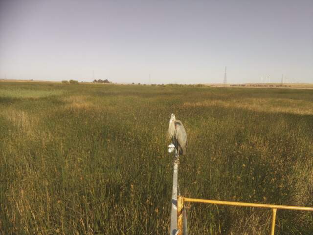 Great blue heron on radiometer boom