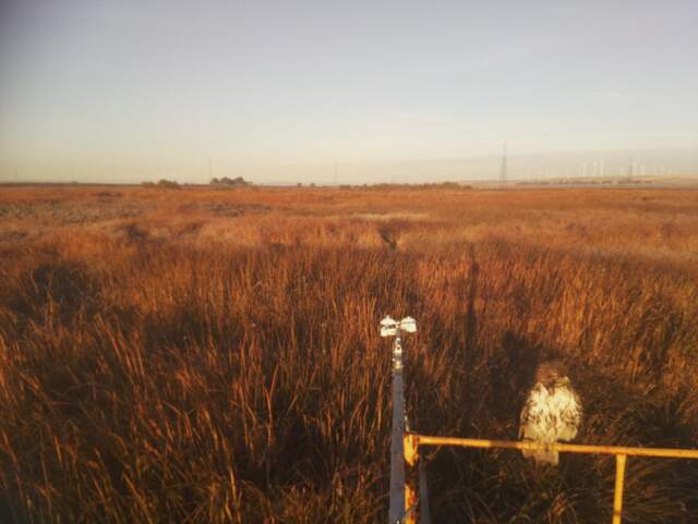 Hawk on railing