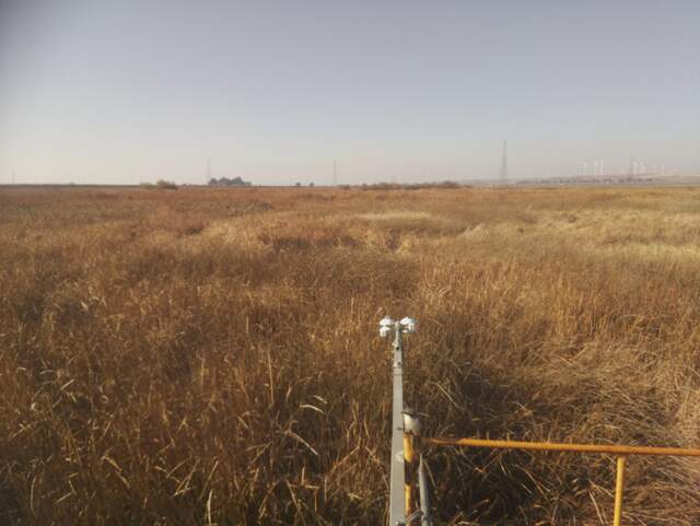 Shrike on corner post