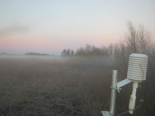 Tule fog at dawn