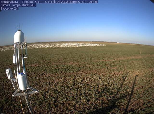 Snow geese on the field