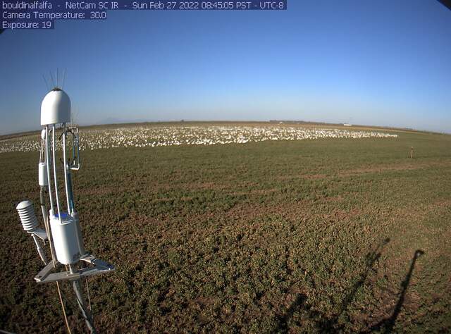 Snow geese on the field