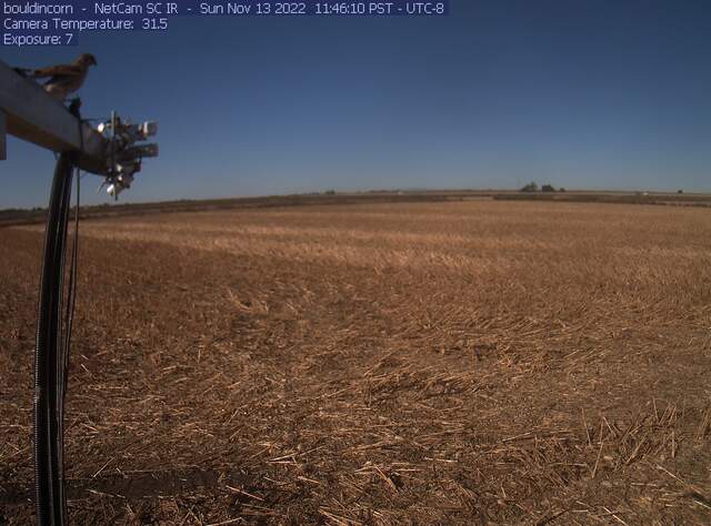 Kestrel? with prey on boom