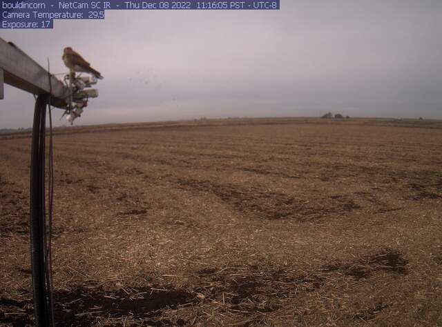 Kestral on radiometers