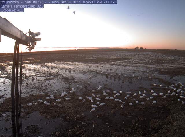 Snow geese on flooded field