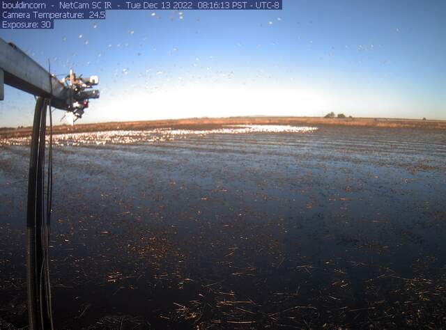 Snow geese on flooded field