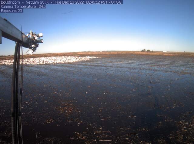 Snow geese on flooded field