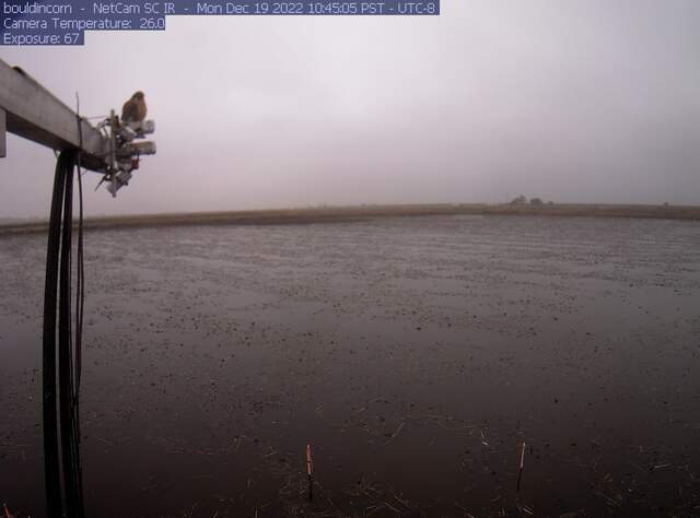 Kestral on radiometers over flooded field and overcast skies