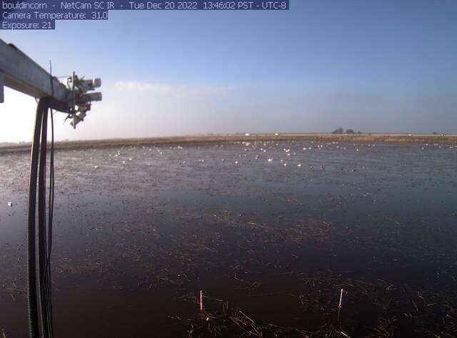 Geese on flooded field