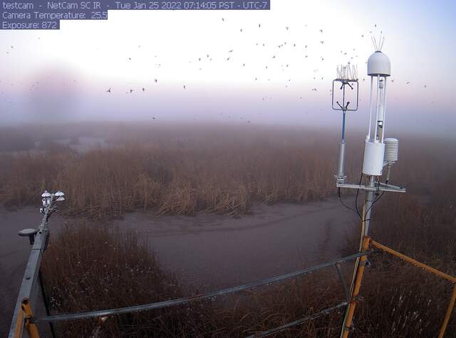 Flock of birds in the fog