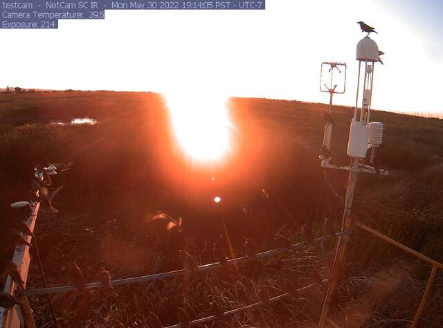 Starlings watching the sunset