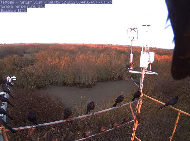Grackles watching the sunrise