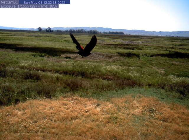 Red wing blackbird in flight