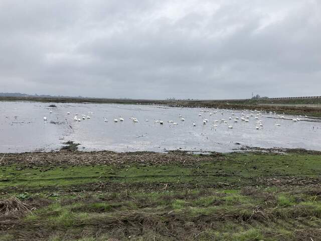Tundra swans and snow geese here for the winter