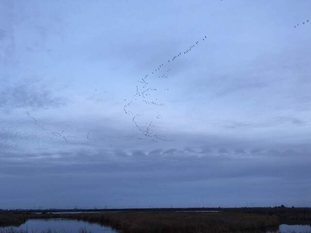 Migrating birds and Kelvin-Helmholtz clouds!